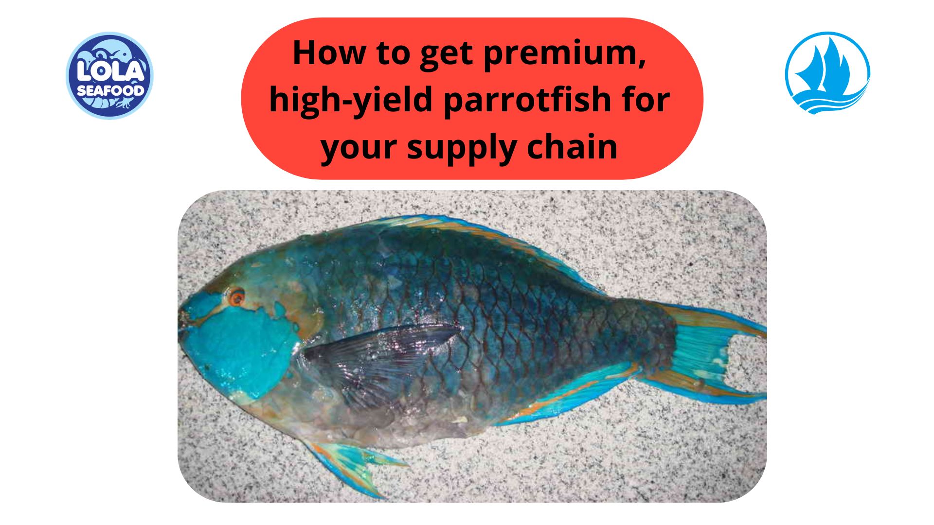 How to get premium, high-yield parrotfish for your supply chain
